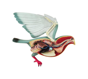 Bird Anatomy (Pigeon) Model