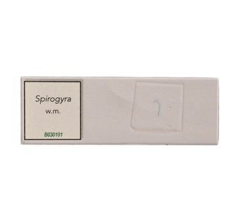 Spirogyra Conjugation