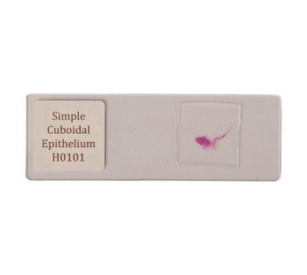 Epithelium, simple cuboidal