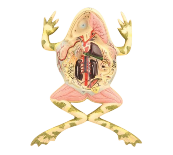 Amphibian Anatomy (Frog) Model