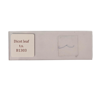 Leaf Dicot t.s.