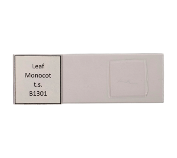 Leaf Monocot. t.s.