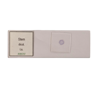 Stem Dicot. t.s.