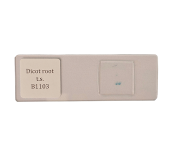 Root Dicot. t.s.