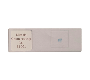 Mitosis in Onion Root Tip l.s.