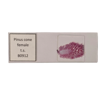 Pinus female cone l.s.