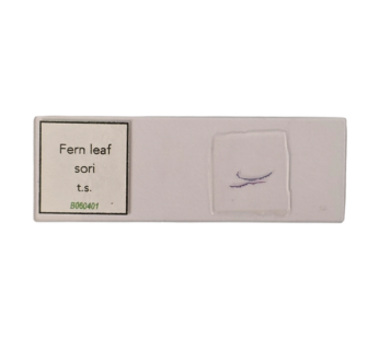 Fern Leaf Sori t.s.