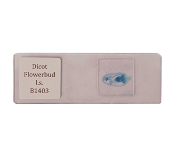 Flowerbud l.s. dicot.
