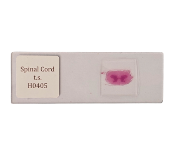 Spinal Cord t.s.