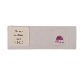 Ovary mature sec