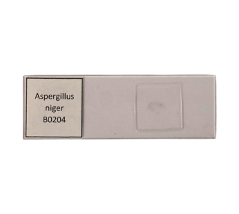 Aspergillus niger