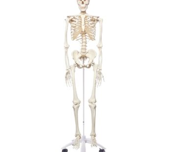 Human Skeleton Model